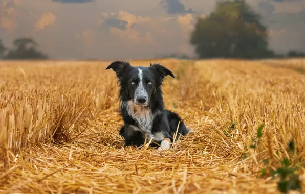 Field, nature, dog, straw