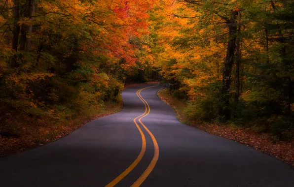 Road, autumn, forest, trees, USA, Michigan