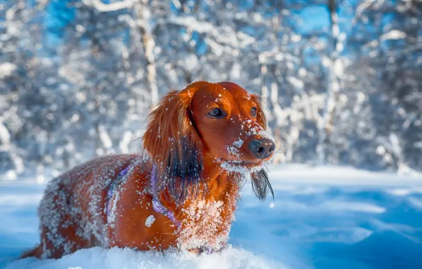 Winter, the sun, snow, trees, nature, Dachshund, red, bokeh