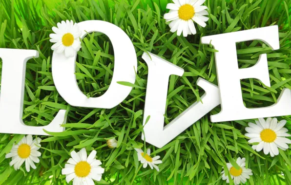 Picture grass, love, letters, chamomile, love, grass, letters, chamomile