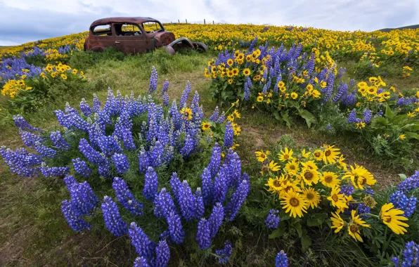 Field, machine, sunflowers, flowers, yellow, slope, hill, meadow