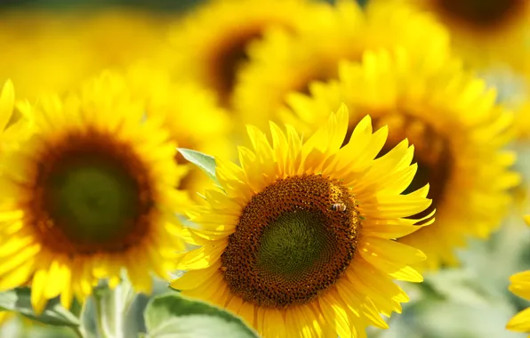 Summer, macro, sunflowers, flowers, nature, bright, sunflower, yellow