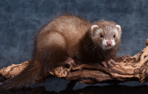 Look, pose, tail, animal, snag, grey background, face, ferret