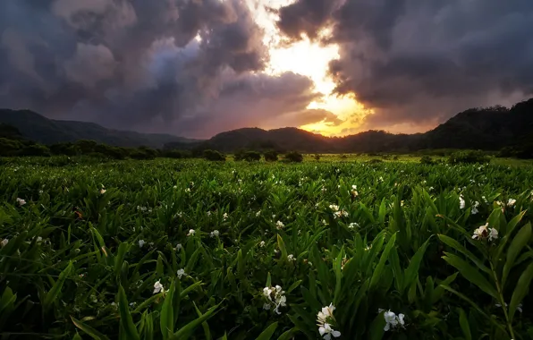 Field, sunset, flowers