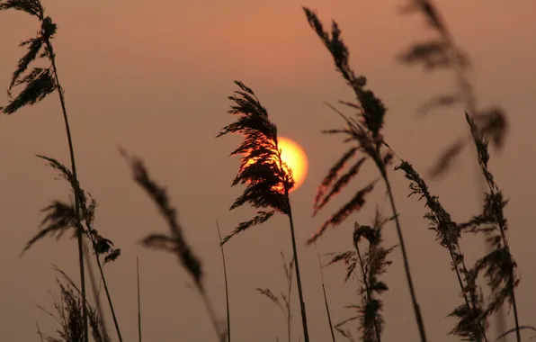 The sun, sunset, tall grass