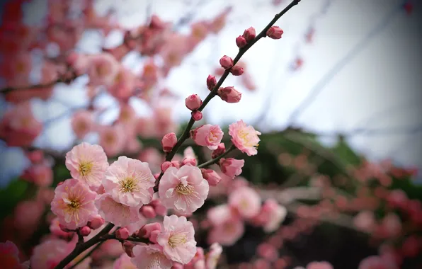 Picture macro, flowers, branch, Tree, petals, blur, pink, apricot