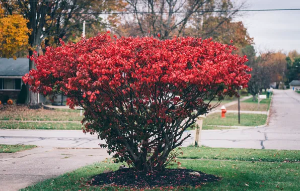 Trees, the bushes, red petals