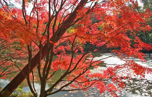 Autumn, red, Water, Trees, Leaves