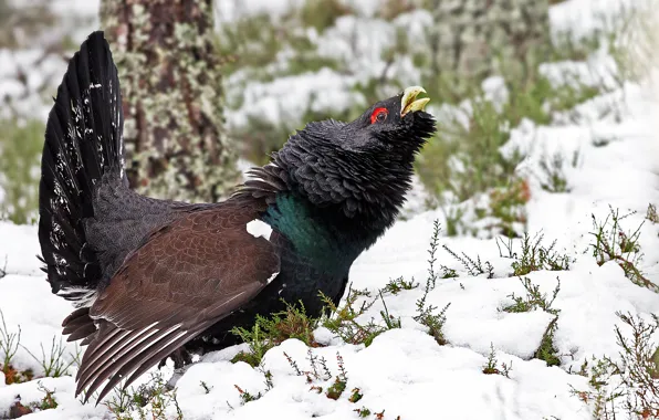 Picture winter, bird, grouse