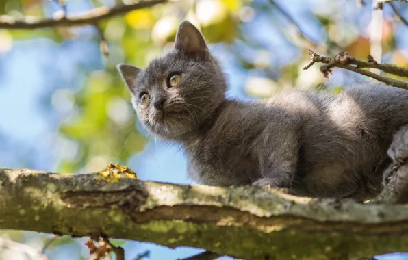 Cat, look, leaves, light, pose, kitty, grey, background