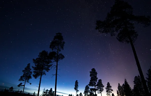 Picture space, stars, trees, night, space