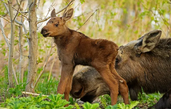 Picture forest, animals, nature, cub, moose, calf