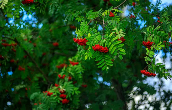 Picture greens, autumn, leaves, trees, branches, berries, Rowan