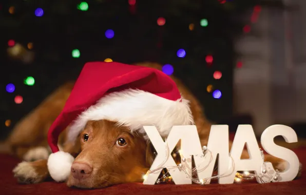 Look, lights, pose, letters, the dark background, room, the inscription, dog