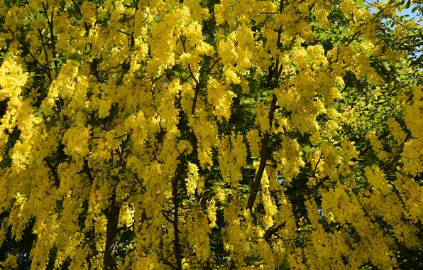 Picture spring, flowering, yellow, Spring, flowering