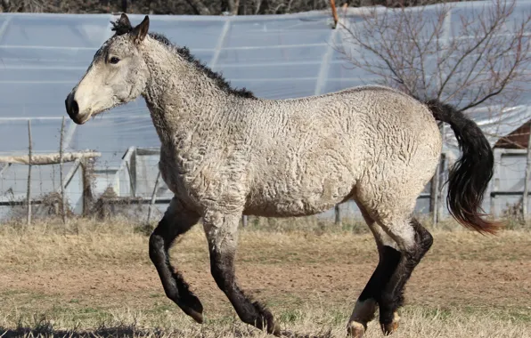 Horse, horse, stallion, mane, grace, mammals, Mare, curly