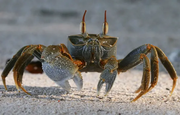 Sand, crab, Crab