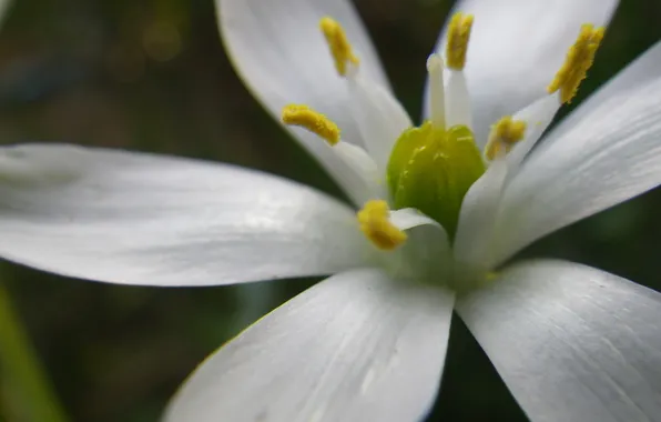 White, flower, petals