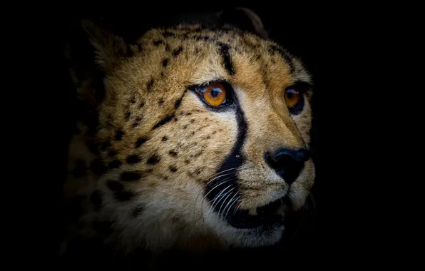 Picture look, background, predator, Cheetah