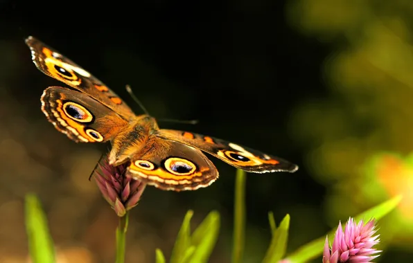Summer, macro, butterfly