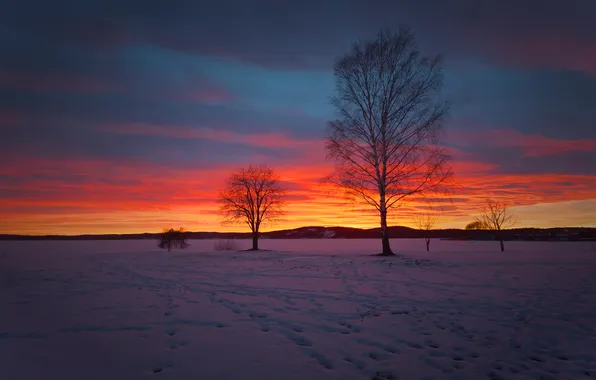 Winter, field, the sky, clouds, snow, trees, nature, glow