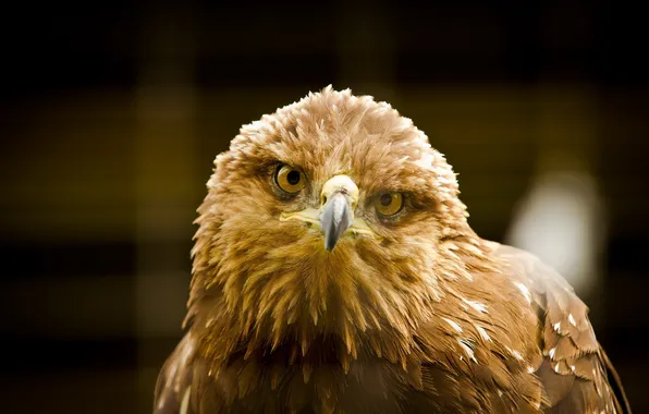 Background, bird, eagle