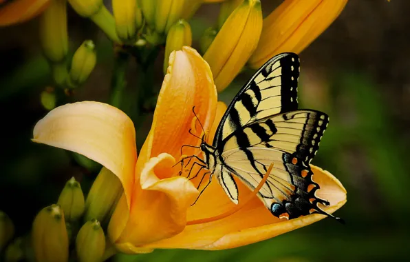 Picture flower, butterfly, Lily, petals, insect, moth
