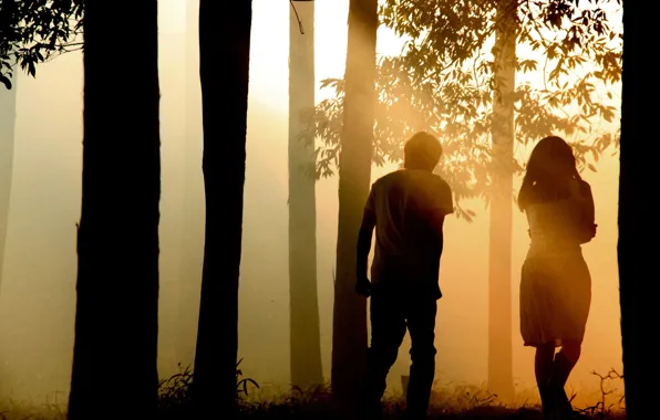 Picture forest, fog, morning, two