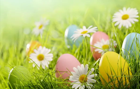 Grass, glade, chamomile, eggs, Easter, flowers, spring, Easter