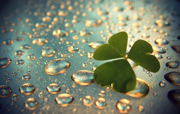 Picture the rain, drops, clover