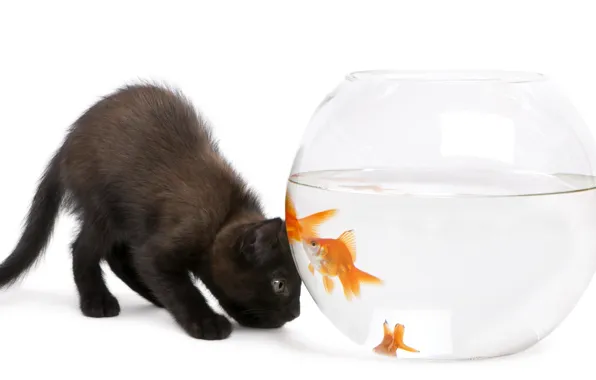 Picture cat, aquarium, goldfish, white background, kitty, black cat