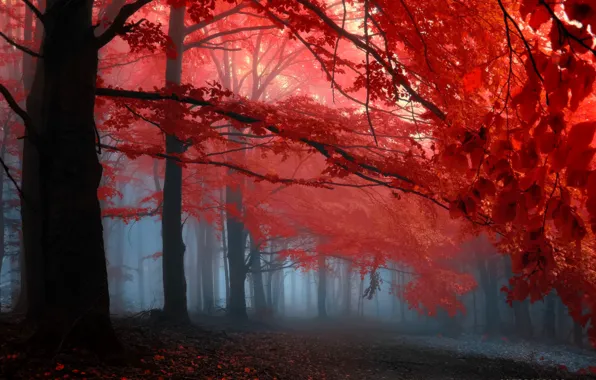 Autumn, forest, leaves, trees, fog, the crimson