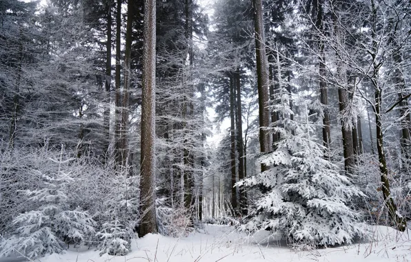 Picture winter, frost, forest, trees