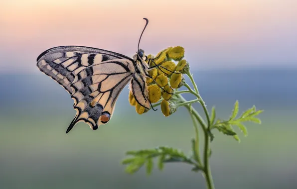 Picture butterfly, swallowtail, tansy