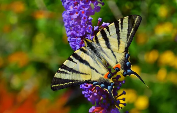 Wallpaper Macro, Spring, Butterfly, Flowers, Spring, Macro.