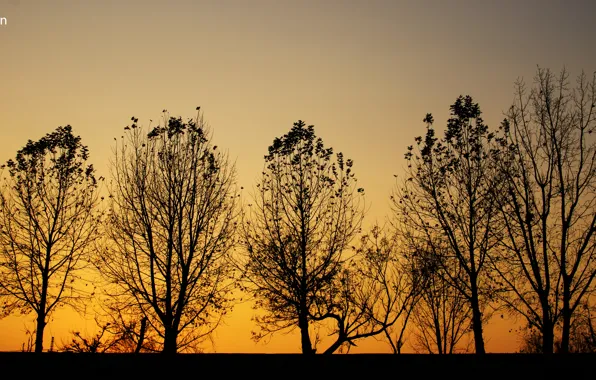 Trees, nature, yellow, sunset, automn, black and yellow