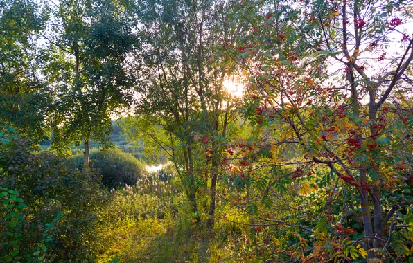 Autumn, the sky, grass, trees, nature, Moscow, Russia, Rowan