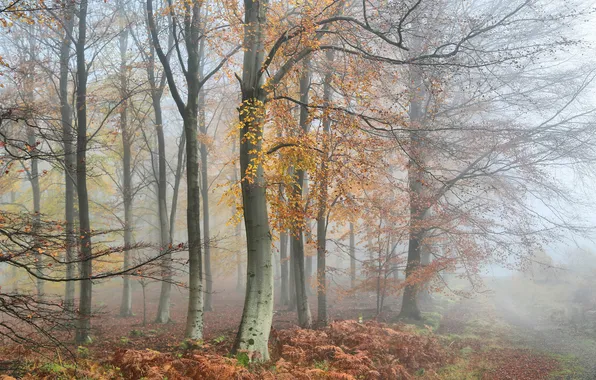 Autumn, forest, trees, branches, nature, fog, Park, trunks