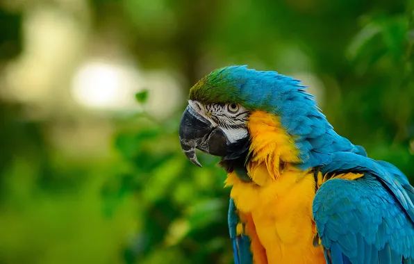 Greens, look, leaves, bird, portrait, parrot, green background, bokeh