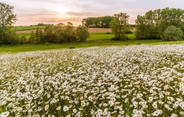 Field, summer, the sun, trees, flowers, field, chamomile, spring