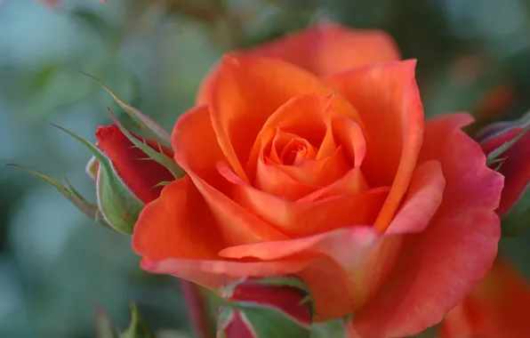 Macro, rose, petals, buds, bokeh