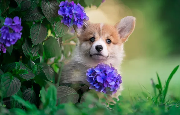 Summer, flowers, Bush, dog, garden, puppy, face, hydrangea
