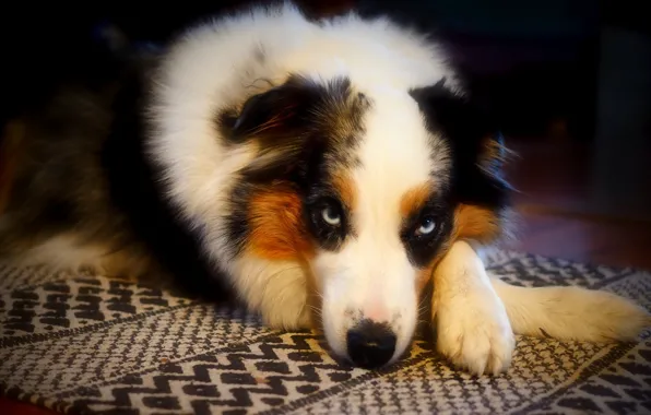 Look, face, pose, dog, paws, lies, Mat, Aussie