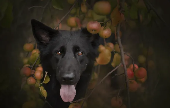 Picture look, nature, dog