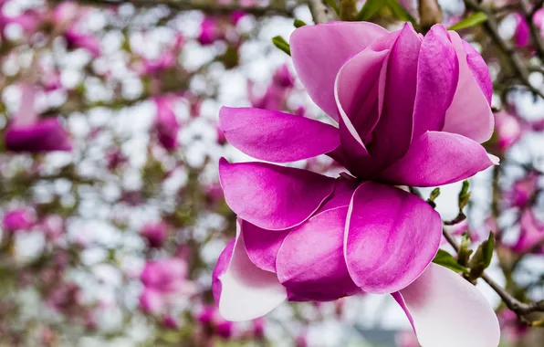 Flowers, branches, tree, bright, branch, spring, petals, pink