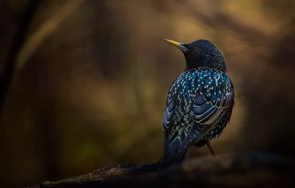 Picture background, bird, branch, Starling