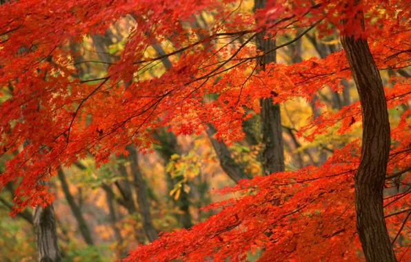 Tree, Autumn, Japan