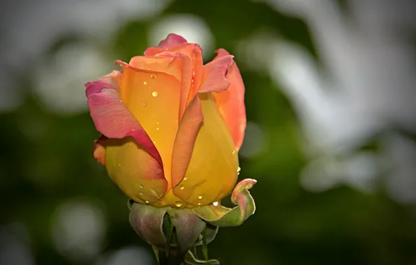 Picture Drops, Bokeh, Drops, Yellow rose, Yellow rose