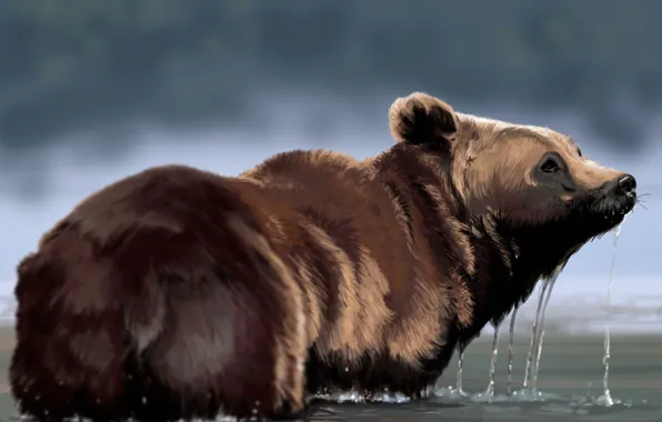 Picture water, drops, bear, art, fur