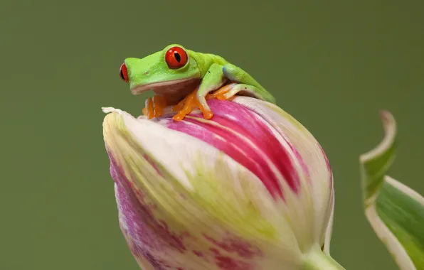 Flower, nature, frog